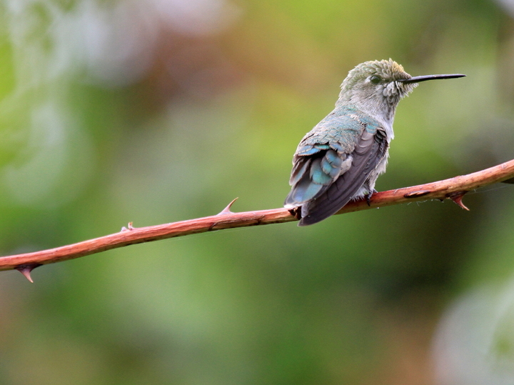 Backyard  Hummer
