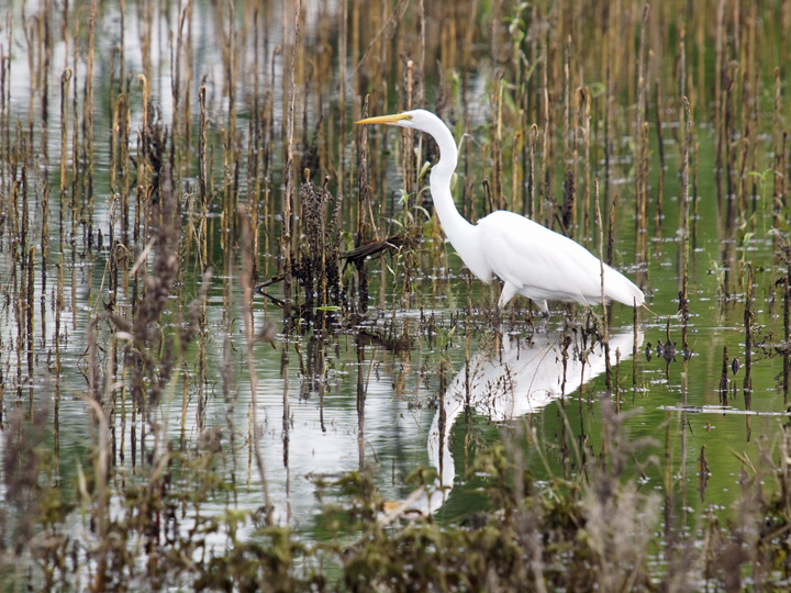 Great Egret