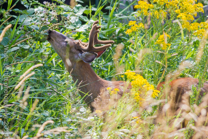 Among the flowers
