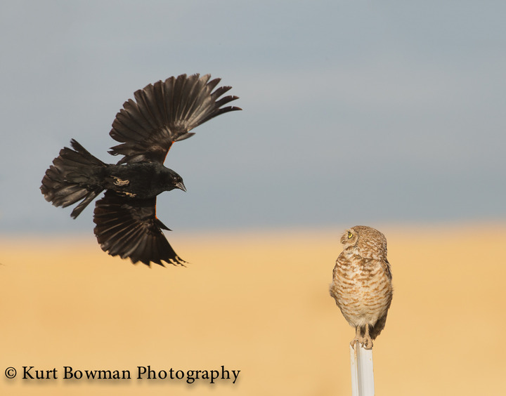 Burrowing Owl Harassment 