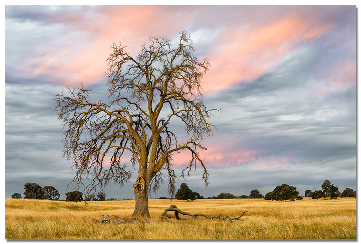 Repost - Old Oak