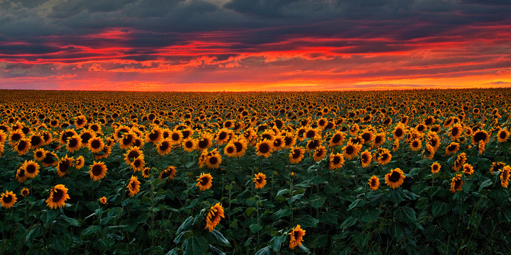 A Gazillion Sunflowers