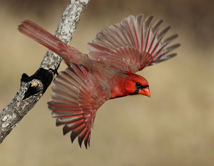How do Birds Fly? and Other Bird Facts