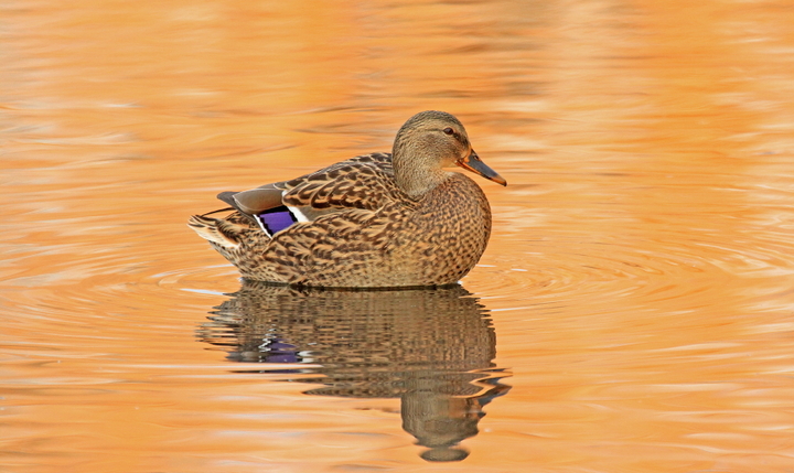 Hen Mallard