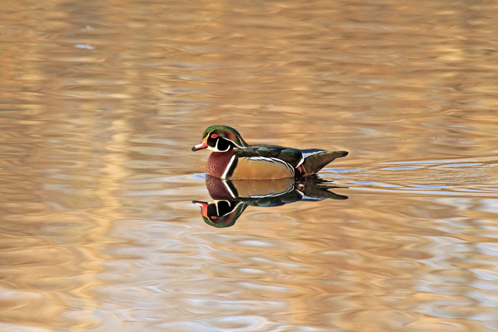 Drake Wood Duck