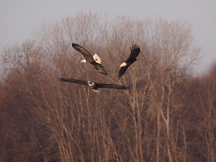 Three Eagles