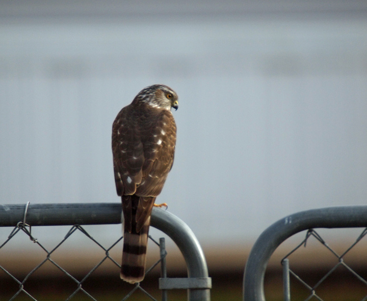 Hawk