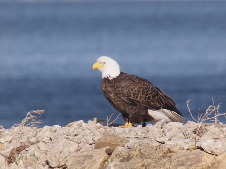 Eagle season