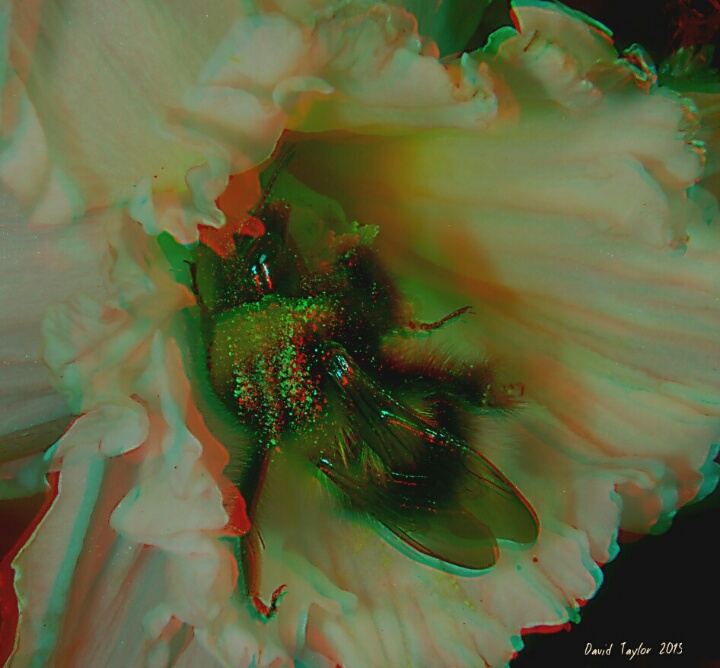 Bee anaglyph...