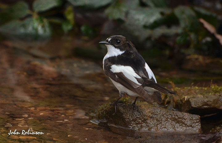 Pied Flycatcher at pool