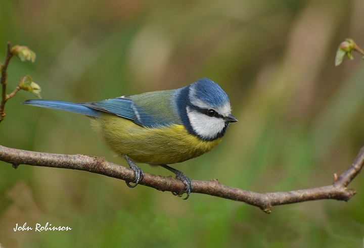 Another Blue Tit