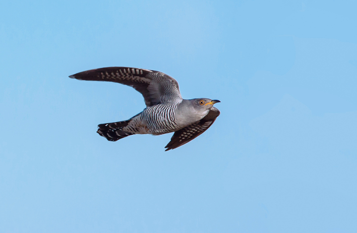 Cuckoo