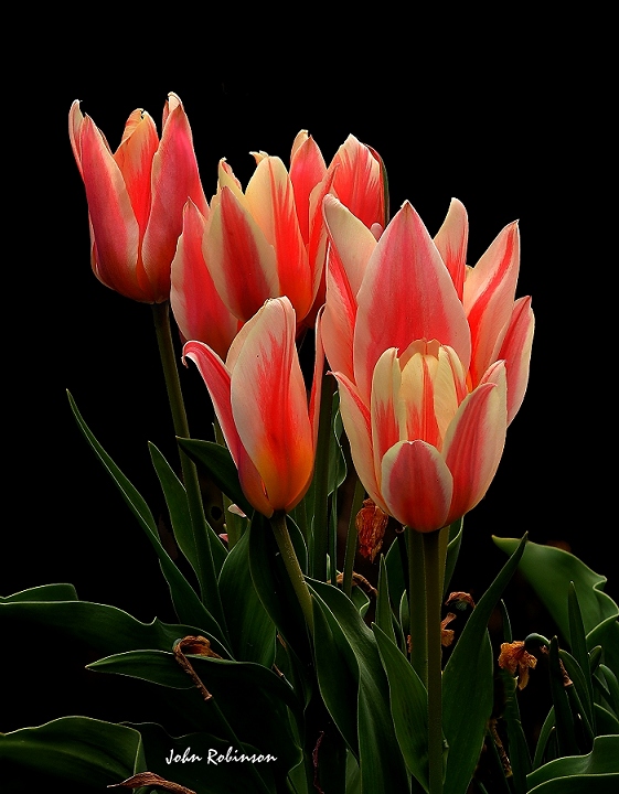 Stacked Tulips