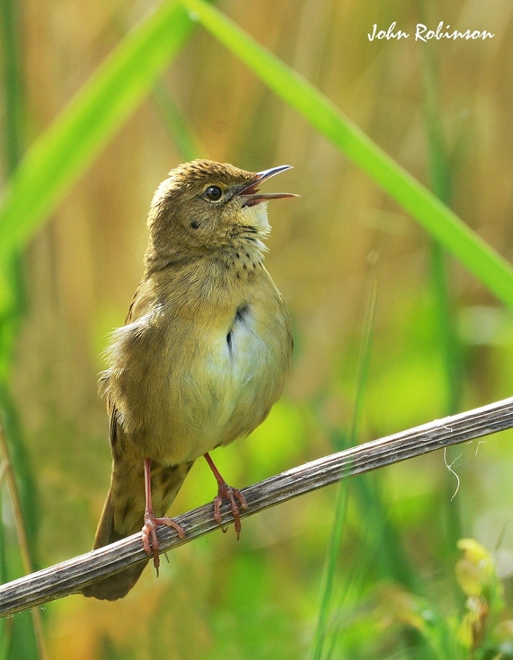 Gropper in full song