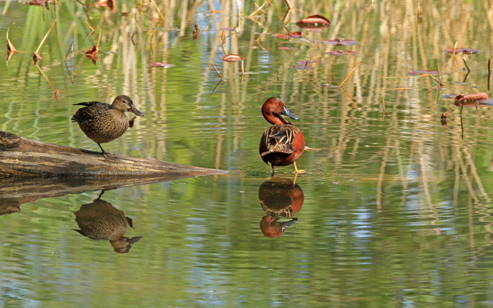 Cinnamon Teal Hen