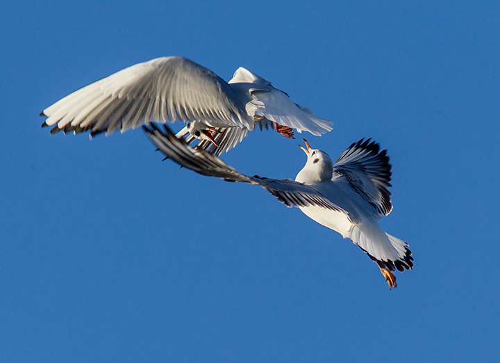 Fighting Gulls