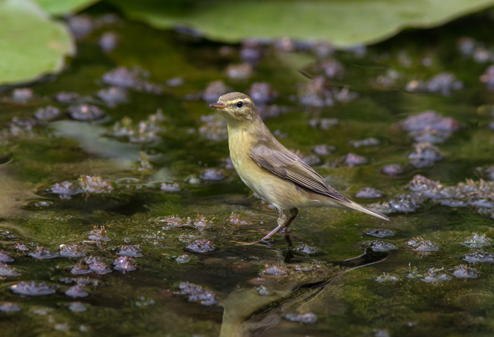 Chiffchaff ?.