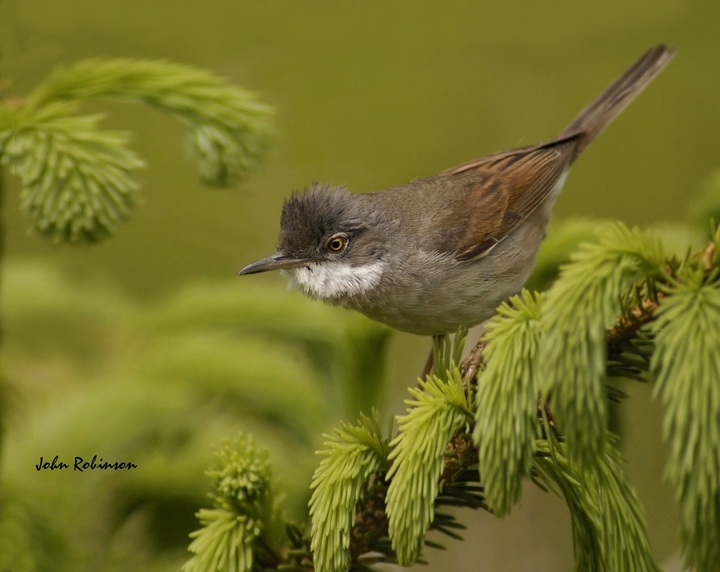Common Whitethroat
