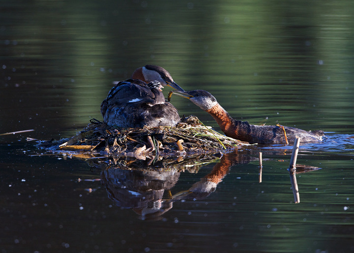 Red-necked Grebe Report