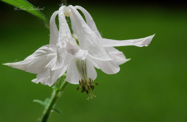Columbine