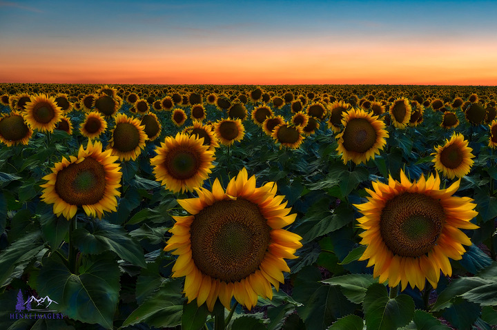 Sunflower Fields Forever