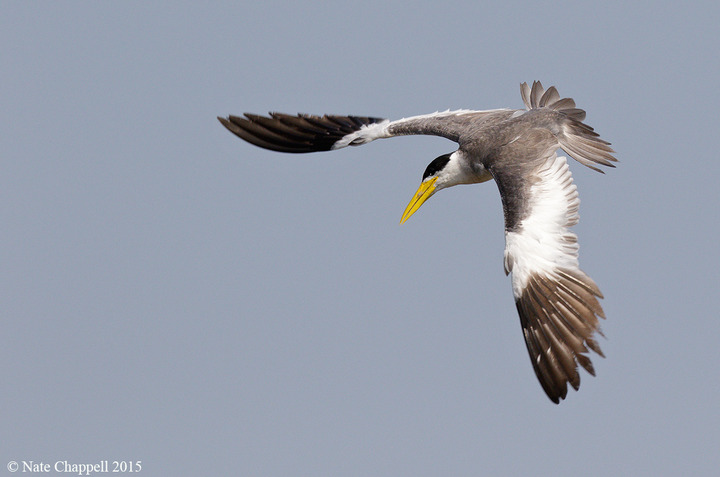 Sigma 150-600 Contemporary Lens Review