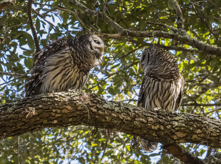 Barred Owls