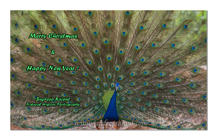 Merry Christmas n Happy New Year !