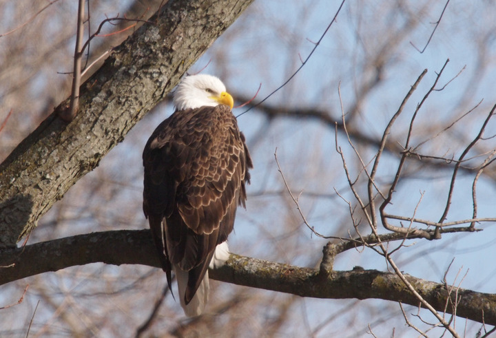 2016 eagle season