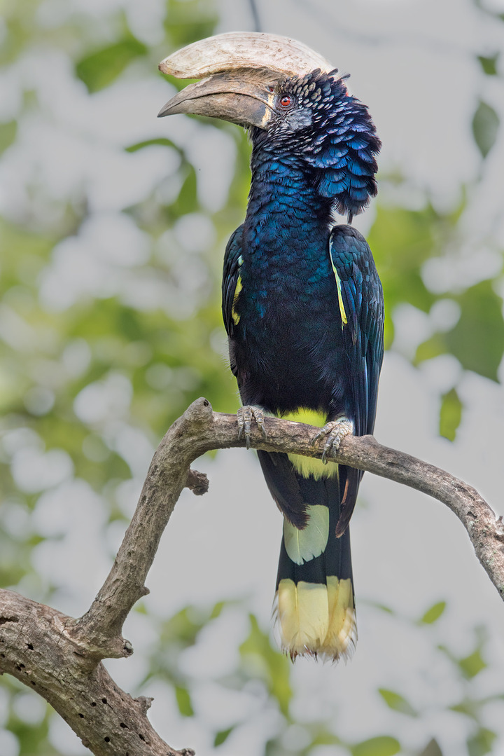 Hornbill 