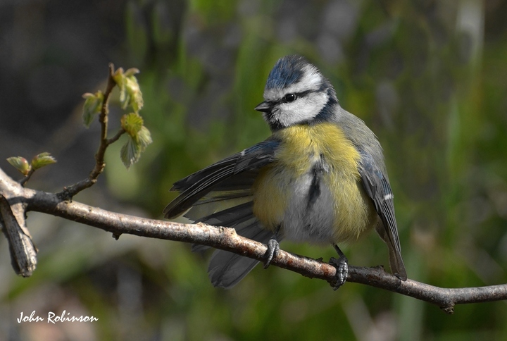 Blue Tit