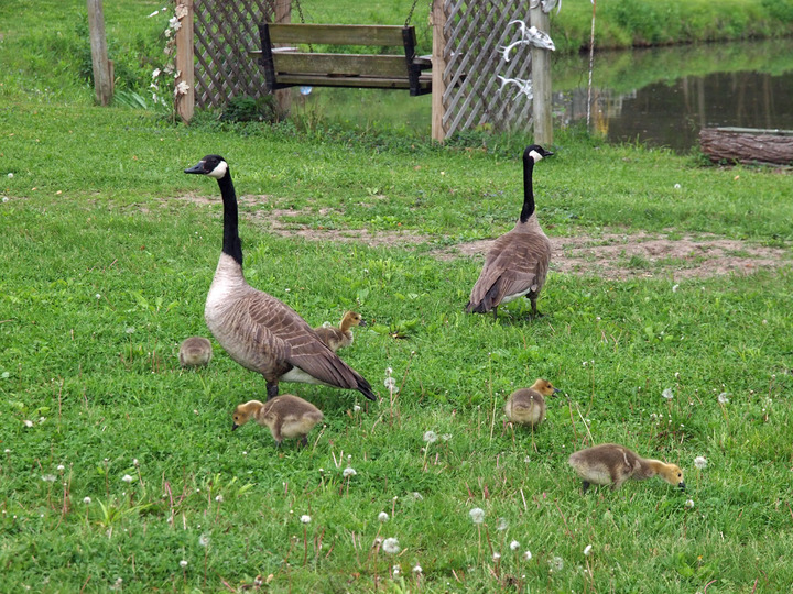 goslings