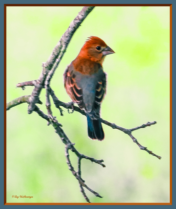 ID PLEASE...Summer Tanager?