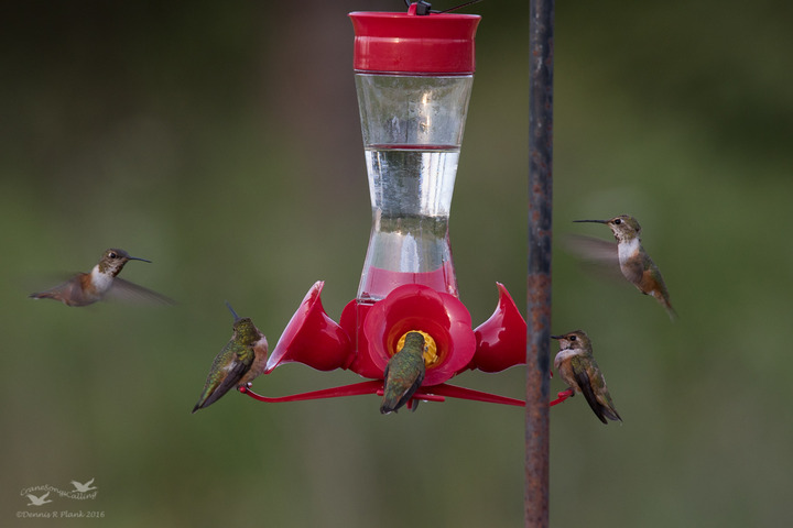 Hummingbird Posts