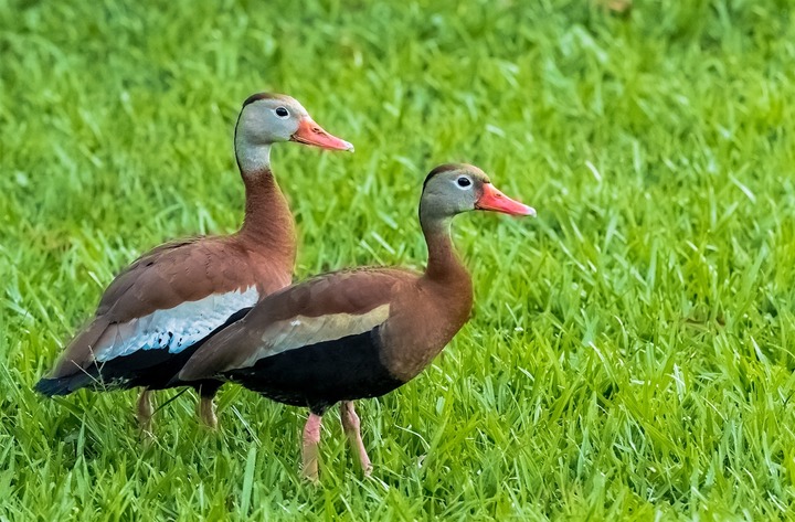 duck ID please