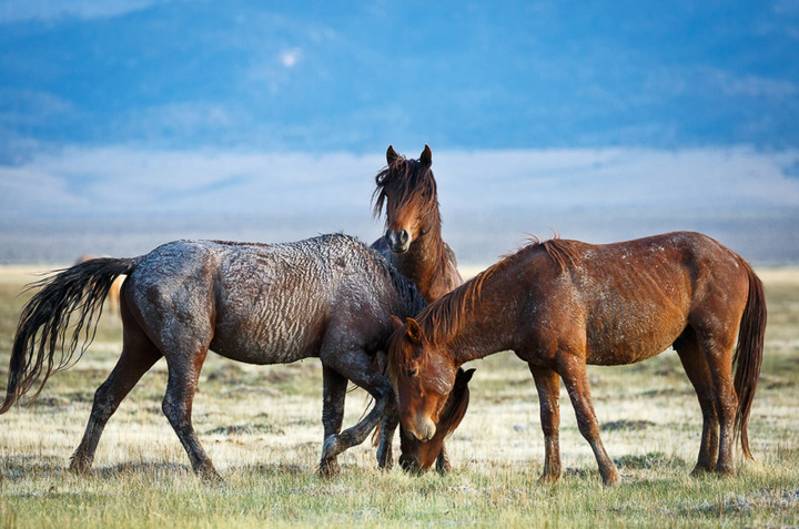 Adobe Valley Mustangs #2