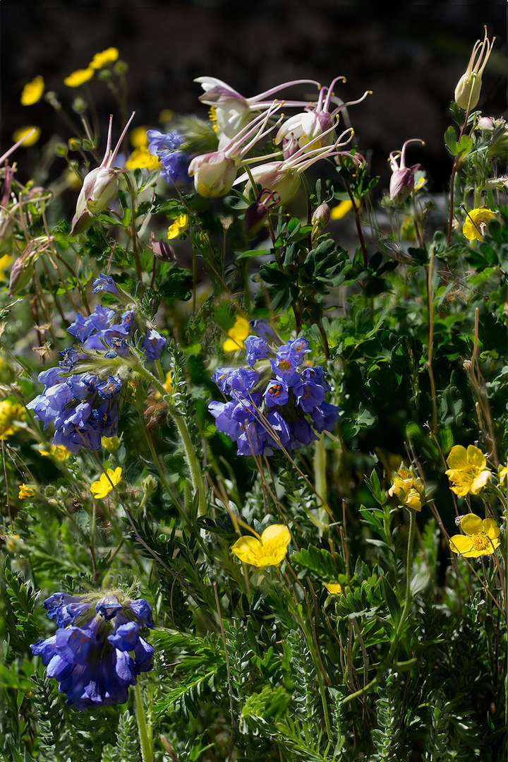 Wildflowers