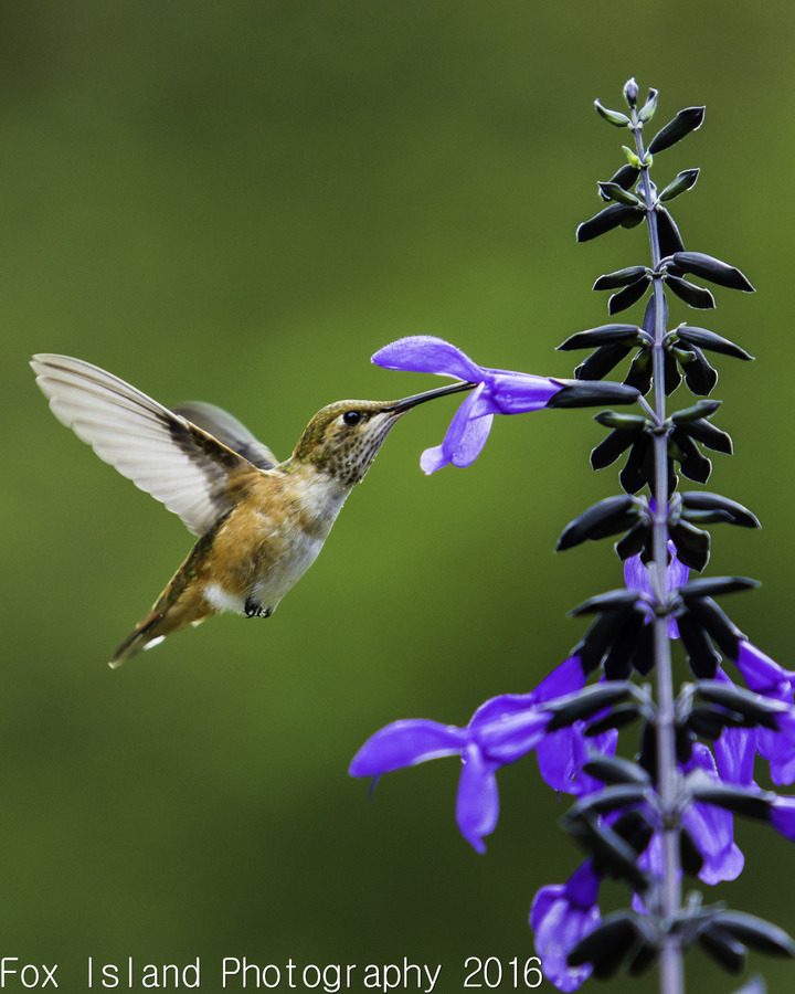 Female rufous