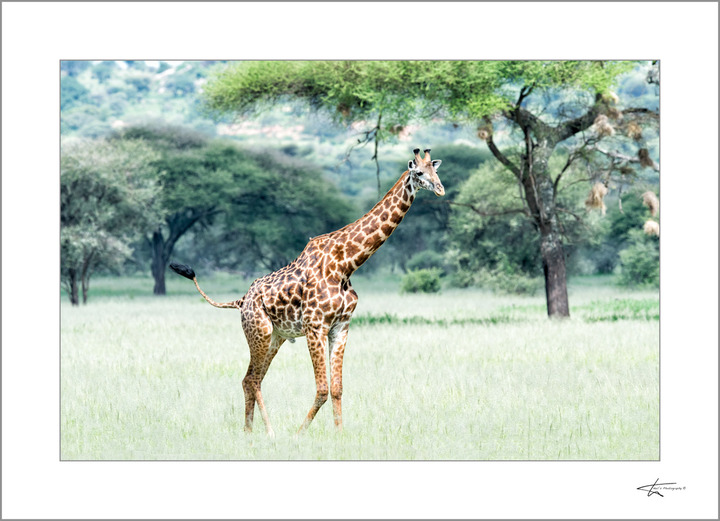 Tanzania 2016