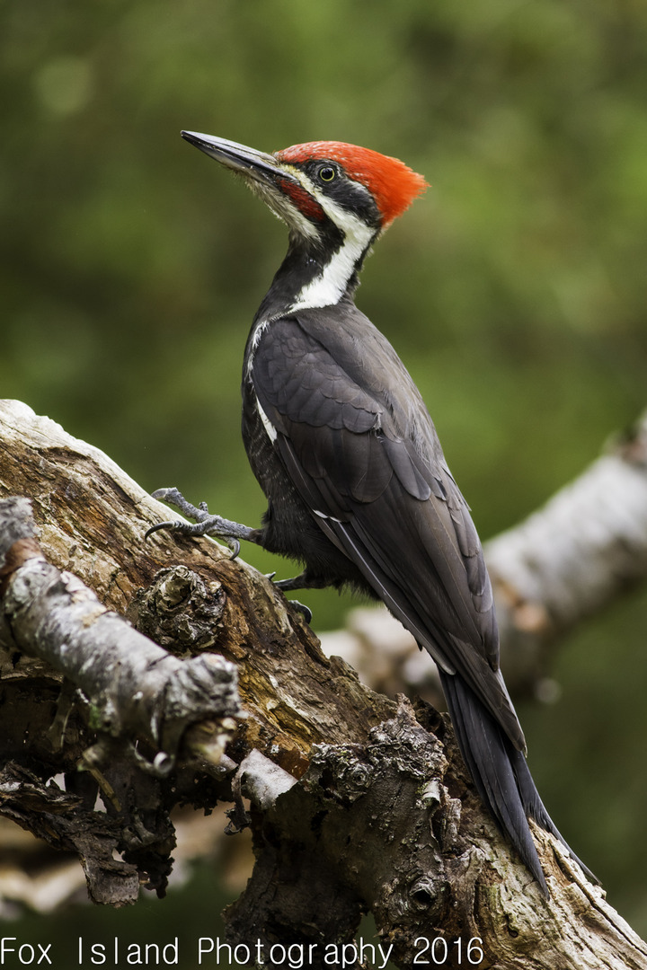 Pileated woodpecker