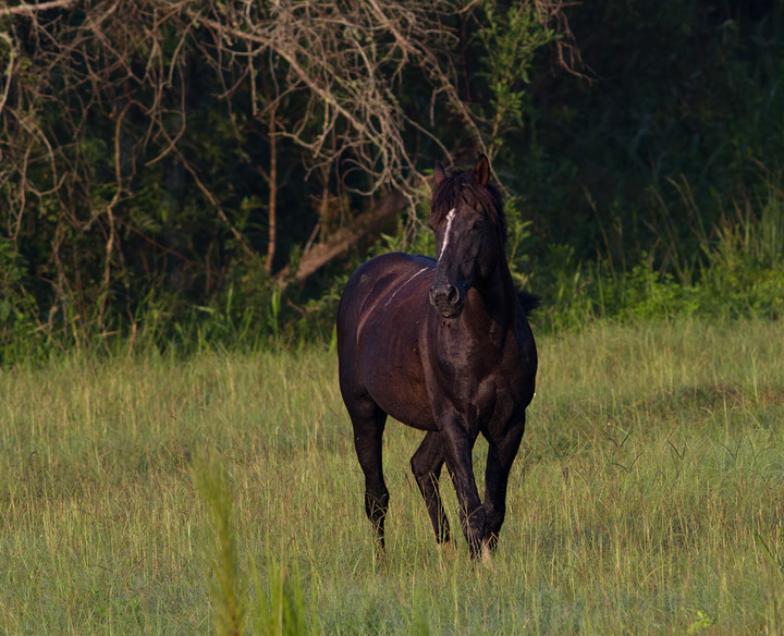 The Wild Horses of Paynes Prairie