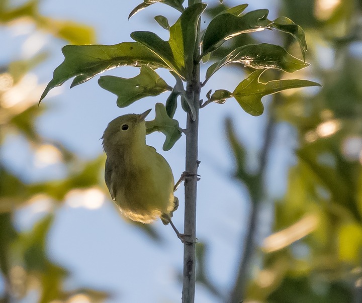 Bird ID please