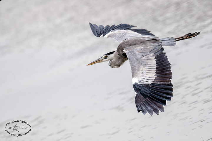 Grey Heron