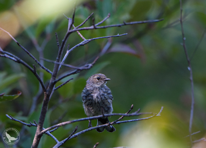 What bird - Acadia - September 