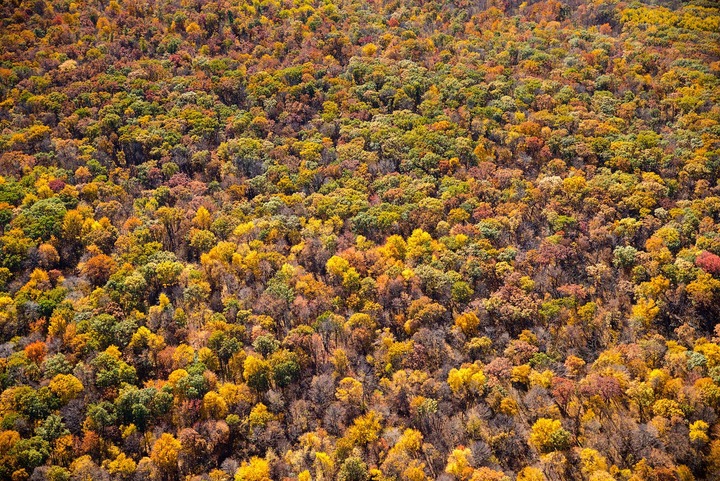 Wisconsin Fall Forest