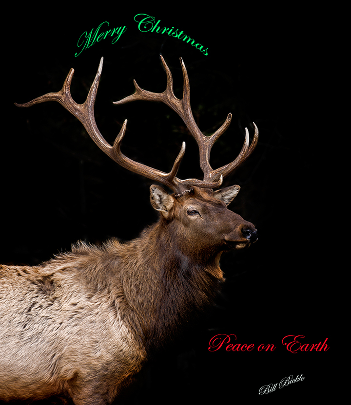MERRY CHRISTMAS 