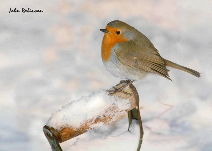 Robin
