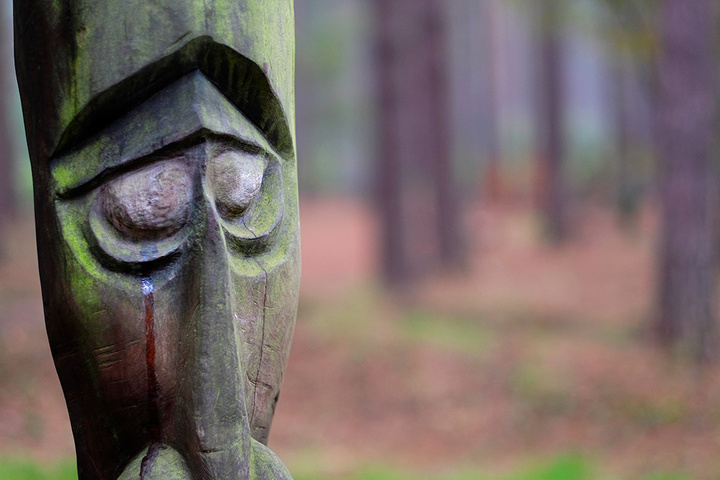 Disappearing woodland 