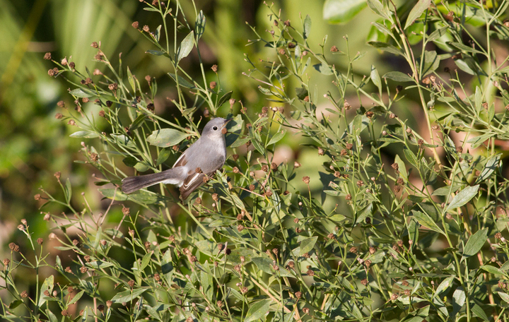 Blue-Gray Gnatcatcher?