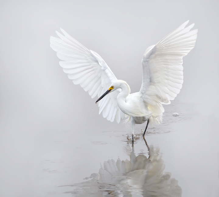 My Snowy Egret Image